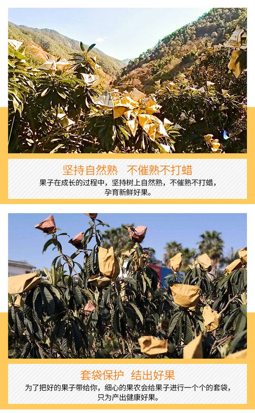 攀枝花米易.新鮮 當(dāng)季 現(xiàn)摘 精品五星枇杷 凈重3斤 4斤