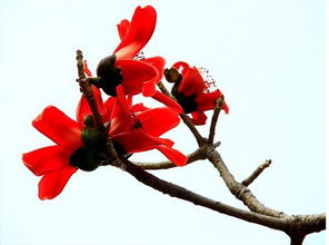 文藝范 沒(méi)坐過(guò)綠皮火車算什么文藝青年