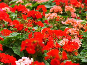 攀枝花廣場(chǎng)