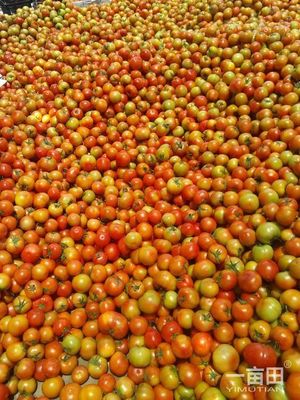 大紅硬果四川攀枝花市米易縣_批發(fā)_供應(yīng)-一畝田農(nóng)業(yè)網(wǎng)_專業(yè)的農(nóng)產(chǎn)品信息商務(wù)平臺