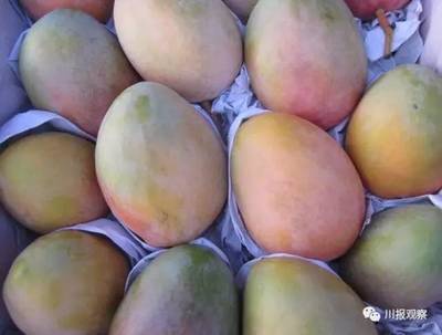 四川21市州領(lǐng)導(dǎo)變身&ldquo;金牌推銷員&rdquo; 為&ldquo;自家&rdquo;農(nóng)產(chǎn)品代言,你猜攀枝花推薦的農(nóng)產(chǎn)品是啥?