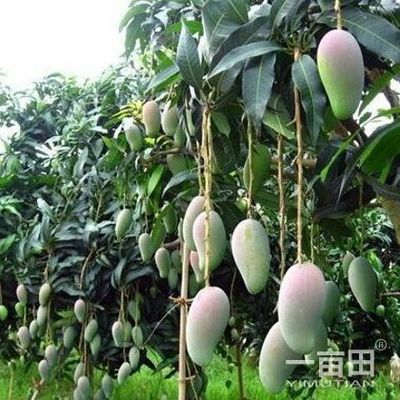 芒果四川攀枝花市_批發(fā)_供應-一畝田農業(yè)網_專業(yè)的農產品信息商務平臺