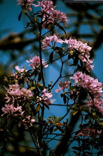 好消息 攀枝花唯一一個國家地質(zhì)公園將誕生