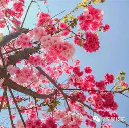 最全整理 攀枝花主要賞花景區地點 聯系方式 踏青賞花快約起來