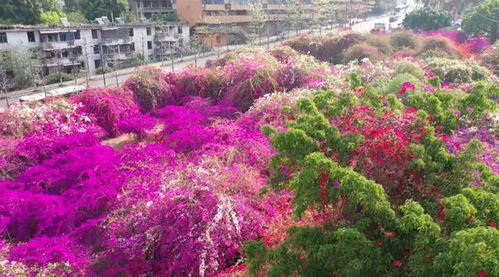 攀枝花這10大值得打卡的小眾景點,你去過嗎