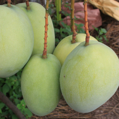 農(nóng)產(chǎn)品質(zhì)量與安全特征庫(kù)