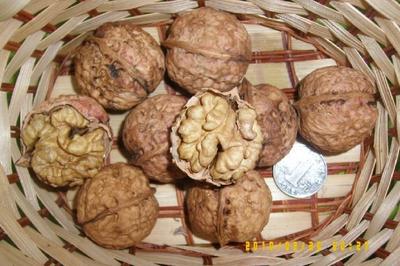 【嫁接李子樹(shù)苗】?jī)r(jià)格、產(chǎn)品供應(yīng),嫁接李子樹(shù)苗廠家批發(fā)-1024商務(wù)網(wǎng)