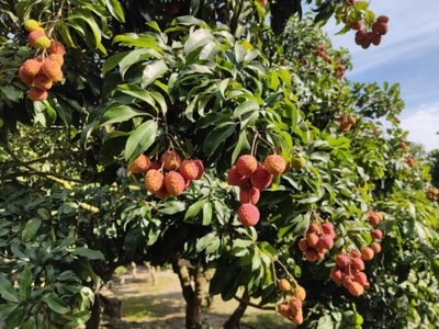 攀枝花市仁和區(qū)人民政府 推動(dòng)區(qū)域發(fā)展，服務(wù)人民福祉