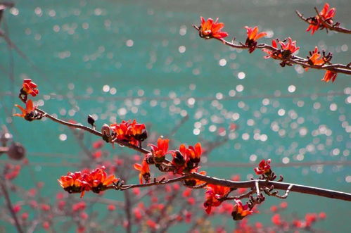 攀枝花，紅了攀枝花