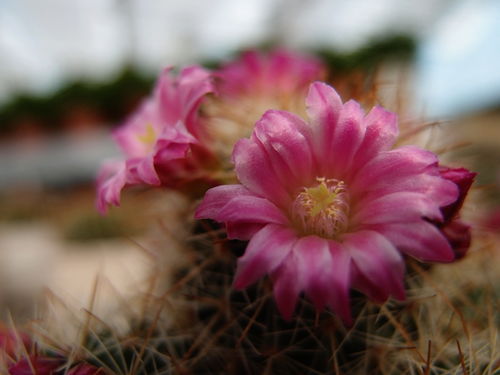 攀枝花網(wǎng)絡(luò)生態(tài)一瞥 從門戶到論壇的新媒體圖景